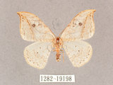 中文名:一點鉤蛾(1282-19198)學名:Drepana pallida nigromaculata(1282-19198)