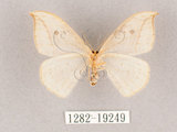 中文名:一點鉤蛾(1282-19249)學名:Drepana pallida nigromaculata(1282-19249)