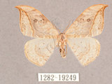 中文名:一點鉤蛾(1282-19249)學名:Drepana pallida nigromaculata(1282-19249)