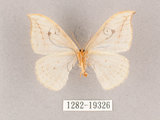 中文名:一點鉤蛾(1282-19326)學名:Drepana pallida nigromaculata(1282-19326)