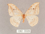 中文名:一點鉤蛾(1282-19326)學名:Drepana pallida nigromaculata(1282-19326)