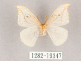 中文名:一點鉤蛾(1282-19347)學名:Drepana pallida nigromaculata(1282-19347)