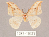 中文名:一點鉤蛾(1282-19347)學名:Drepana pallida nigromaculata(1282-19347)