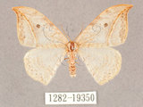 中文名:一點鉤蛾(1282-19350)學名:Drepana pallida nigromaculata(1282-19350)