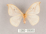 中文名:一點鉤蛾(1282-19505)學名:Drepana pallida nigromaculata(1282-19505)