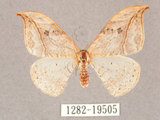 中文名:一點鉤蛾(1282-19505)學名:Drepana pallida nigromaculata(1282-19505)
