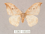 中文名:一點鉤蛾(1282-19519)學名:Drepana pallida nigromaculata(1282-19519)