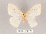 中文名:一點鉤蛾(1282-19526)學名:Drepana pallida nigromaculata(1282-19526)