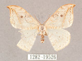 中文名:一點鉤蛾(1282-19526)學名:Drepana pallida nigromaculata(1282-19526)