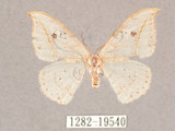 中文名:一點鉤蛾(1282-19540)學名:Drepana pallida nigromaculata(1282-19540)