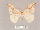 中文名:一點鉤蛾(1282-19548)學名:Drepana pallida nigromaculata(1282-19548)