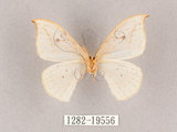 中文名:一點鉤蛾(1282-19556)學名:Drepana pallida nigromaculata(1282-19556)
