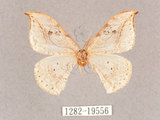 中文名:一點鉤蛾(1282-19556)學名:Drepana pallida nigromaculata(1282-19556)
