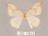 中文名:一點鉤蛾(1282-19613)學名:Drepana pallida nigromaculata(1282-19613)