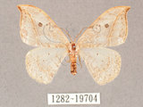 中文名:一點鉤蛾(1282-19704)學名:Drepana pallida nigromaculata(1282-19704)