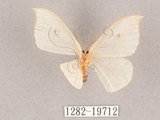 中文名:一點鉤蛾(1282-19712)學名:Drepana pallida nigromaculata(1282-19712)