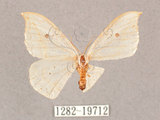 中文名:一點鉤蛾(1282-19712)學名:Drepana pallida nigromaculata(1282-19712)