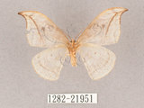 中文名:一點鉤蛾(1282-21951)學名:Drepana pallida nigromaculata(1282-21951)