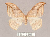 中文名:一點鉤蛾(1282-22011)學名:Drepana pallida nigromaculata(1282-22011)