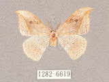 中文名:一點鉤蛾(1282-6619)學名:Drepana pallida nigromaculata(1282-6619)
