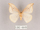 中文名:一點鉤蛾(1282-6649)學名:Drepana pallida nigromaculata(1282-6649)