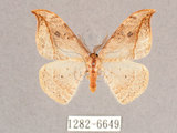 中文名:一點鉤蛾(1282-6649)學名:Drepana pallida nigromaculata(1282-6649)