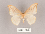 中文名:一點鉤蛾(1282-6677)學名:Drepana pallida nigromaculata(1282-6677)