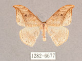 中文名:一點鉤蛾(1282-6677)學名:Drepana pallida nigromaculata(1282-6677)