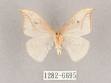 中文名:一點鉤蛾(1282-6695)學名:Drepana pallida nigromaculata(1282-6695)