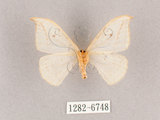 中文名:一點鉤蛾(1282-6748)學名:Drepana pallida nigromaculata(1282-6748)