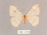 中文名:一點鉤蛾(1282-6748)學名:Drepana pallida nigromaculata(1282-6748)