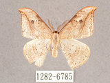 中文名:一點鉤蛾(1282-6785)學名:Drepana pallida nigromaculata(1282-6785)