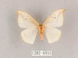 中文名:一點鉤蛾(1282-6955)學名:Drepana pallida nigromaculata(1282-6955)