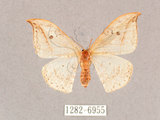 中文名:一點鉤蛾(1282-6955)學名:Drepana pallida nigromaculata(1282-6955)