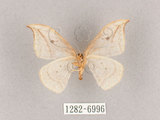 中文名:一點鉤蛾(1282-6996)學名:Drepana pallida nigromaculata(1282-6996)