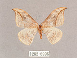 中文名:一點鉤蛾(1282-6996)學名:Drepana pallida nigromaculata(1282-6996)