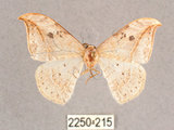 中文名:一點鉤蛾(2250-215)學名:Drepana pallida nigromaculata(2250-215)