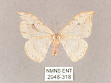 中文名:一點鉤蛾(2948-318)學名:Drepana pallida nigromaculata(2948-318)