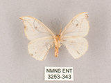 中文名:一點鉤蛾(3253-343)學名:Drepana pallida nigromaculata(3253-343)