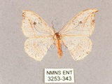 中文名:一點鉤蛾(3253-343)學名:Drepana pallida nigromaculata(3253-343)
