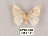 中文名:一點鉤蛾(3253-414)學名:Drepana pallida nigromaculata(3253-414)