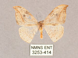 中文名:一點鉤蛾(3253-414)學名:Drepana pallida nigromaculata(3253-414)