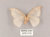 中文名:一點鉤蛾(470-113)學名:Drepana pallida nigromaculata(470-113)