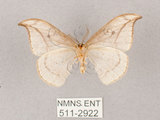 中文名:一點鉤蛾(511-2922)學名:Drepana pallida nigromaculata(511-2922)