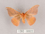 中文名:交讓木山鉤蛾(1282-18922)學名:Hypsomadius insignis(1282-18922)中文別名:波帶鉤蛾