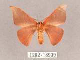 中文名:交讓木山鉤蛾(1282-18939)學名:Hypsomadius insignis(1282-18939)中文別名:波帶鉤蛾