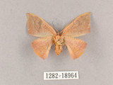 中文名:交讓木山鉤蛾(1282-18964)學名:Hypsomadius insignis(1282-18964)中文別名:波帶鉤蛾