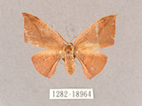 中文名:交讓木山鉤蛾(1282-18964)學名:Hypsomadius insignis(1282-18964)中文別名:波帶鉤蛾