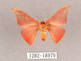 中文名:交讓木山鉤蛾(1282-18979)學名:Hypsomadius insignis(1282-18979)中文別名:波帶鉤蛾