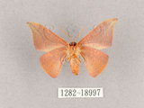 中文名:交讓木山鉤蛾(1282-18997)學名:Hypsomadius insignis(1282-18997)中文別名:波帶鉤蛾